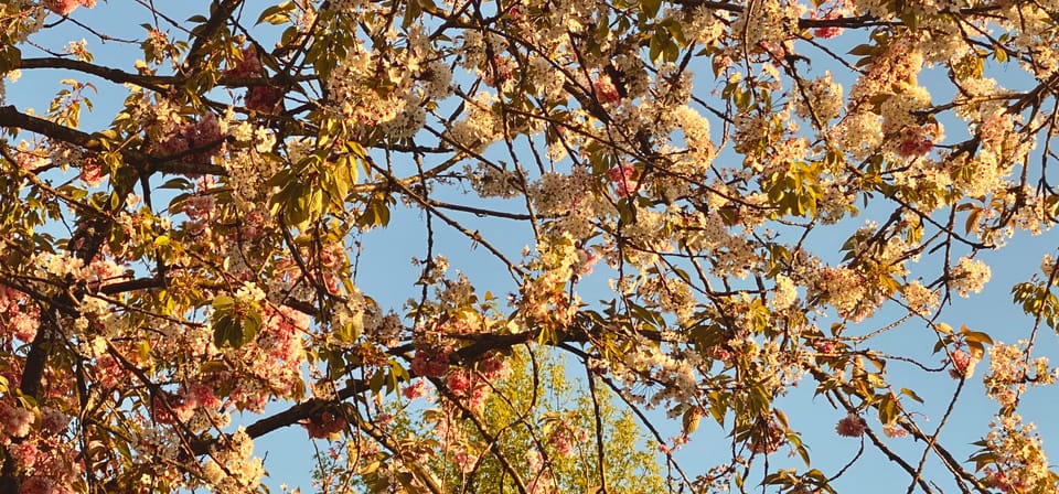 May 2026 Newsletter